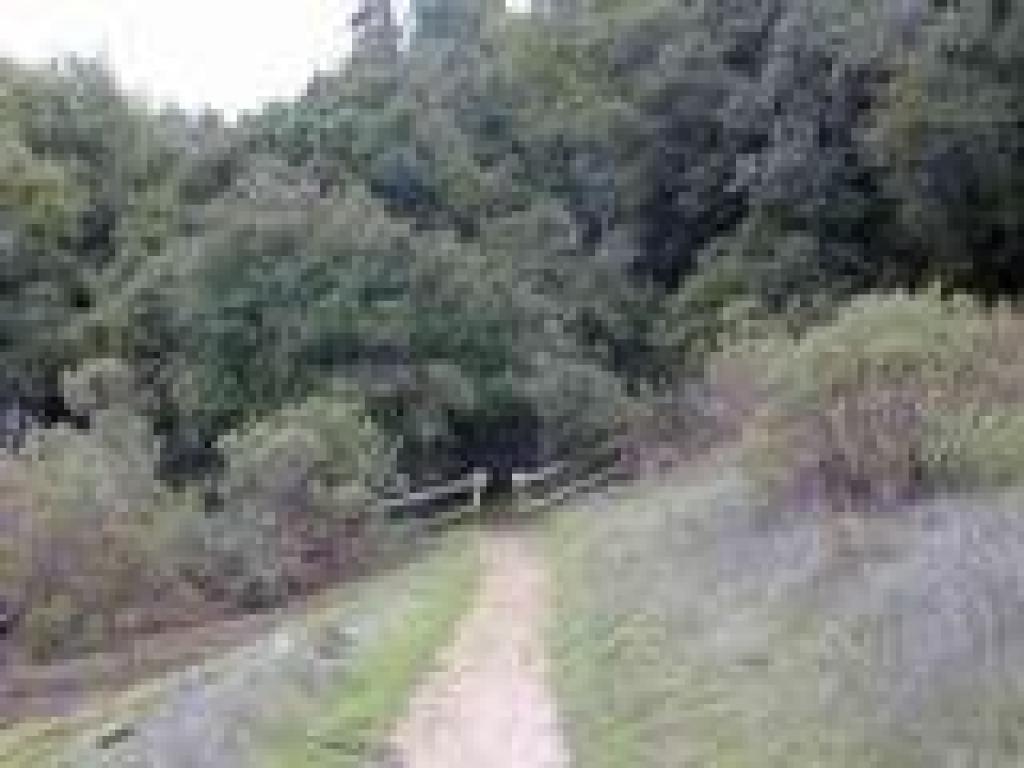 Heading into the woods