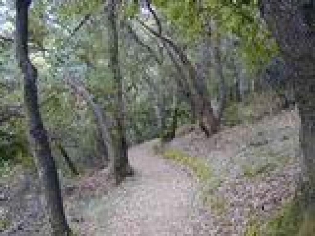 Mixed woodland