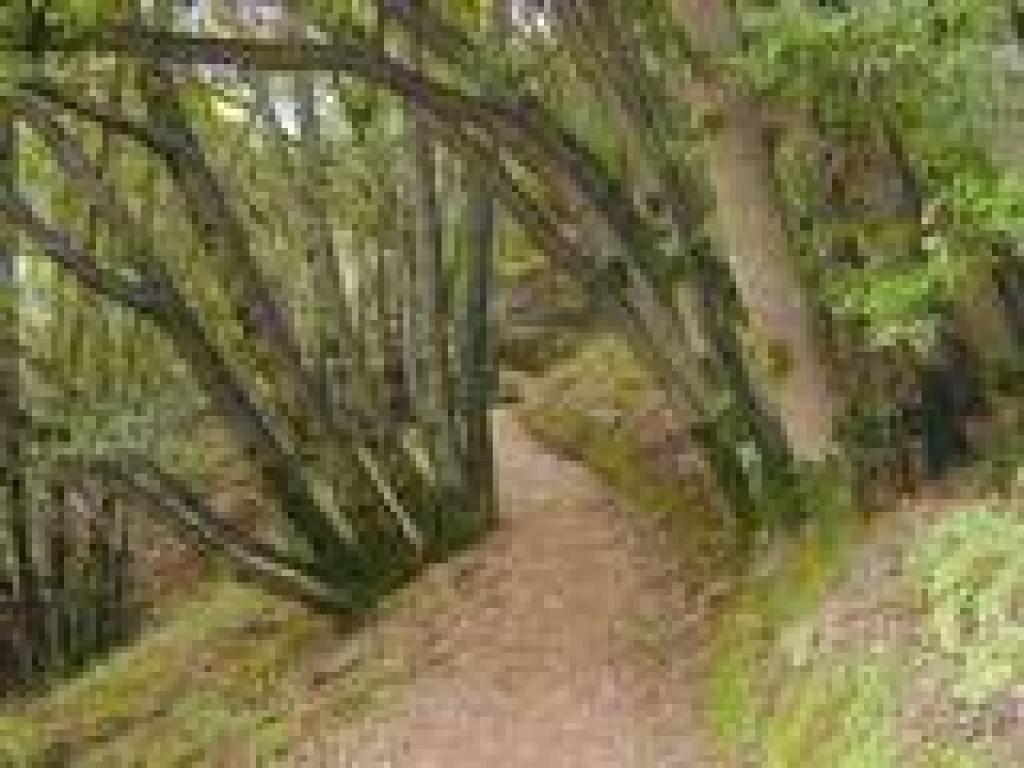California bays, arching across the trail