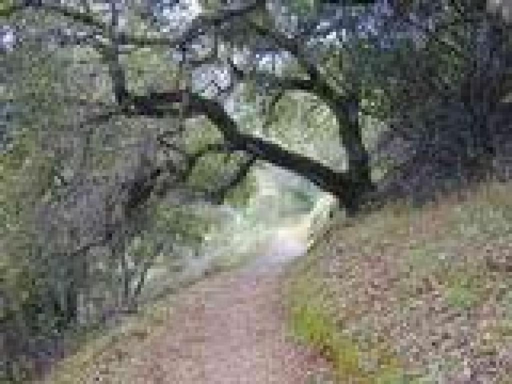 Coast live oak
