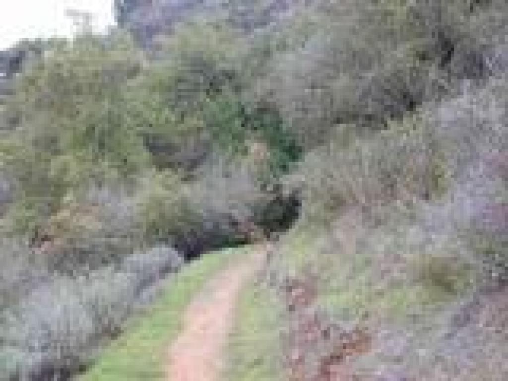 Chaparral