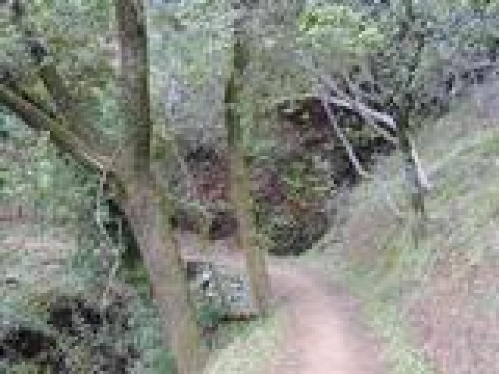 Woods
