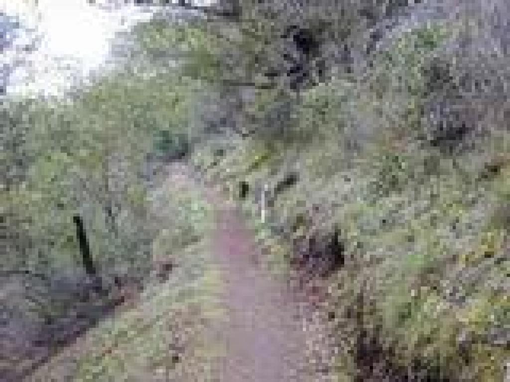 Chaparral