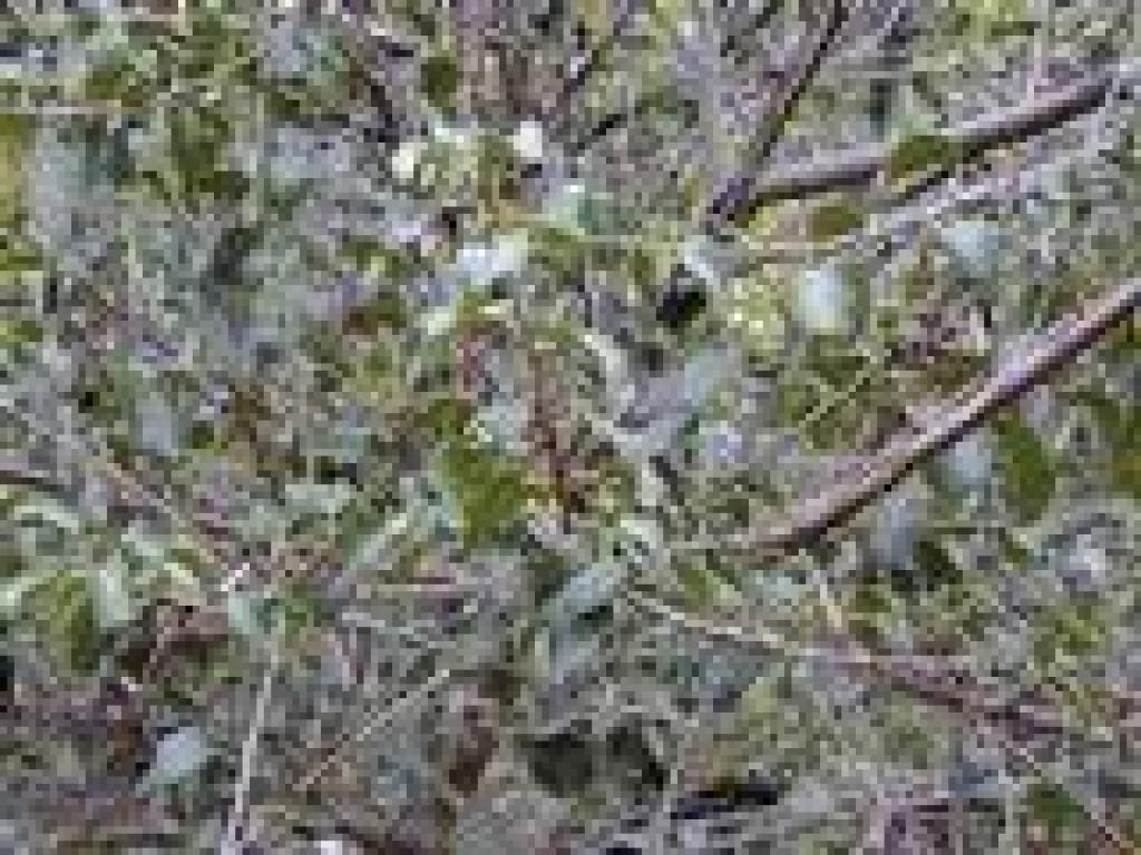 Holly leaf cherry