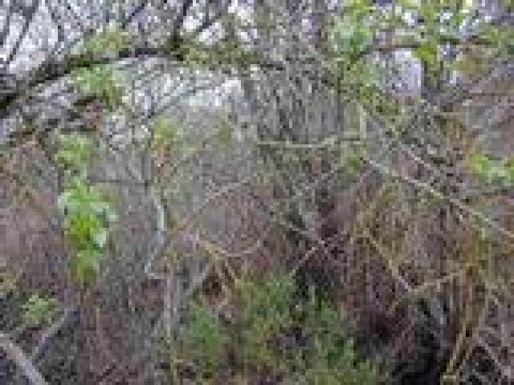 Elderberry