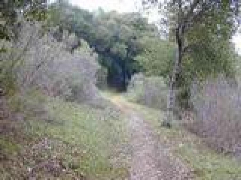 Trail