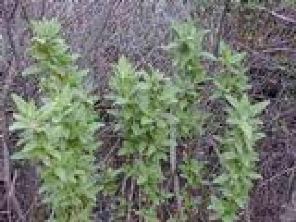 Pitcher sage