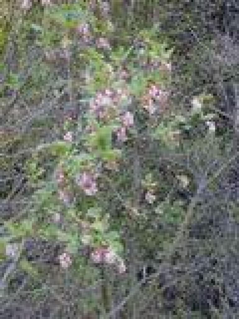 Currant