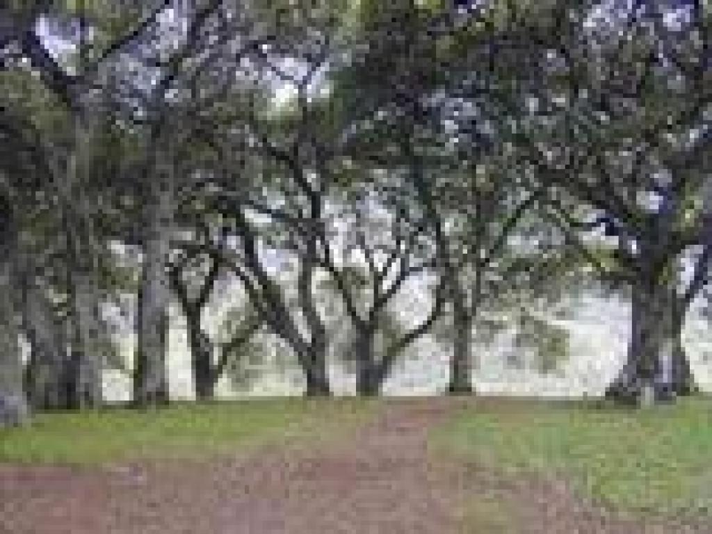 Coast live oaks