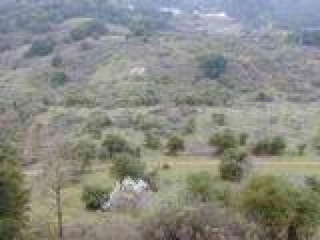View back down to the orchard