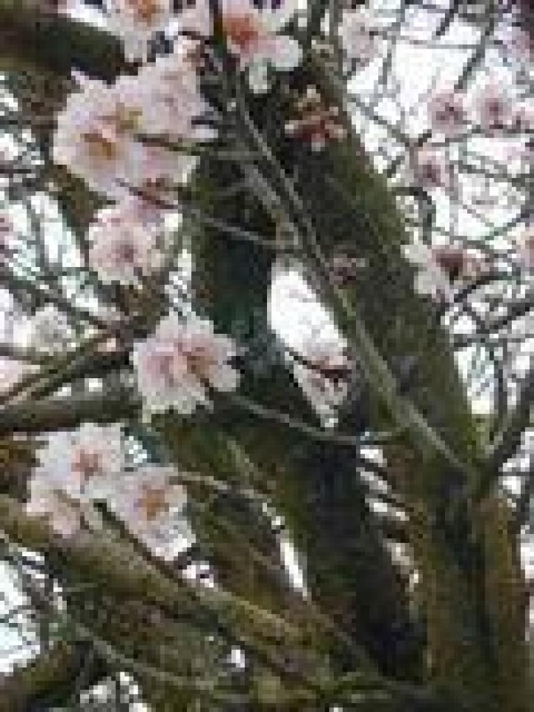 Apricot