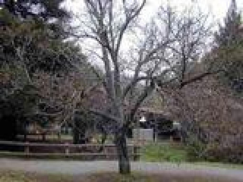 Walnut tree