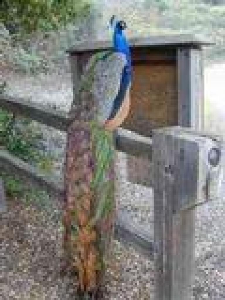 Peacock