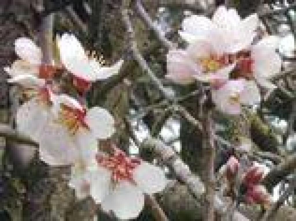 Blossoms