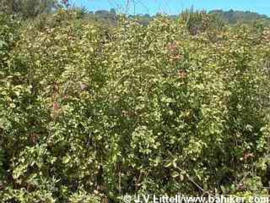 Poison oak photo