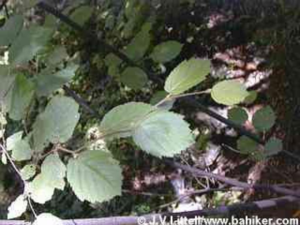 Hazelnut photo