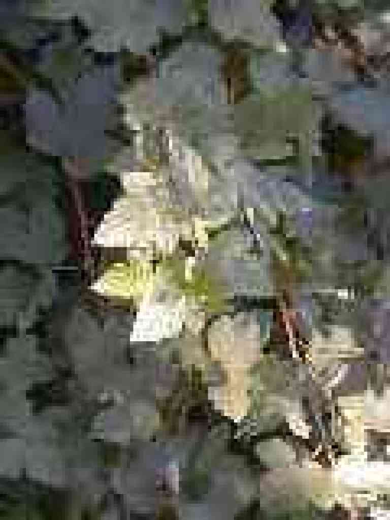 Blackberry