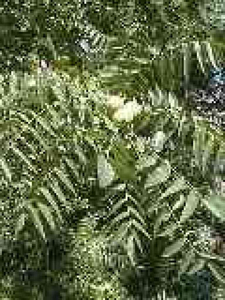 Walnut tree