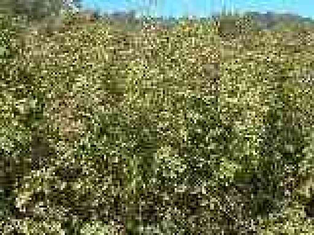 Poison oak