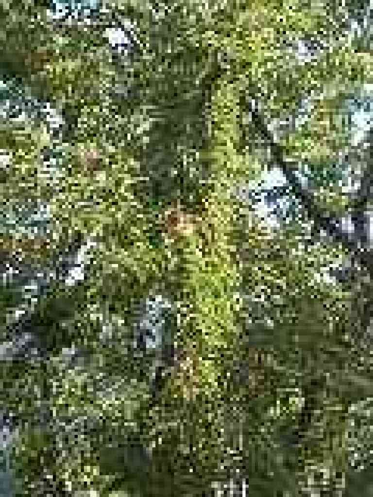 Plum tree