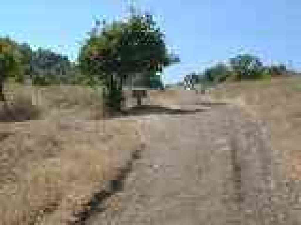 The old orchard area