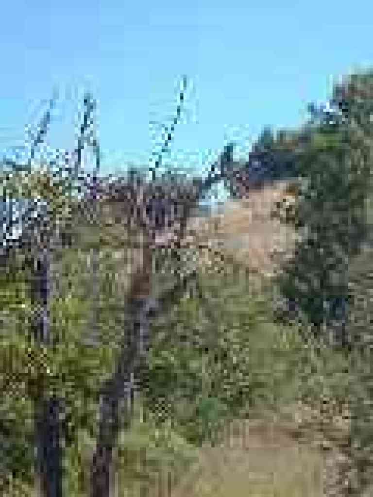 Quail in a tree
