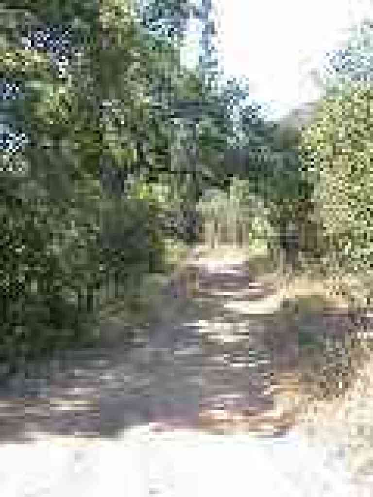Near the pond