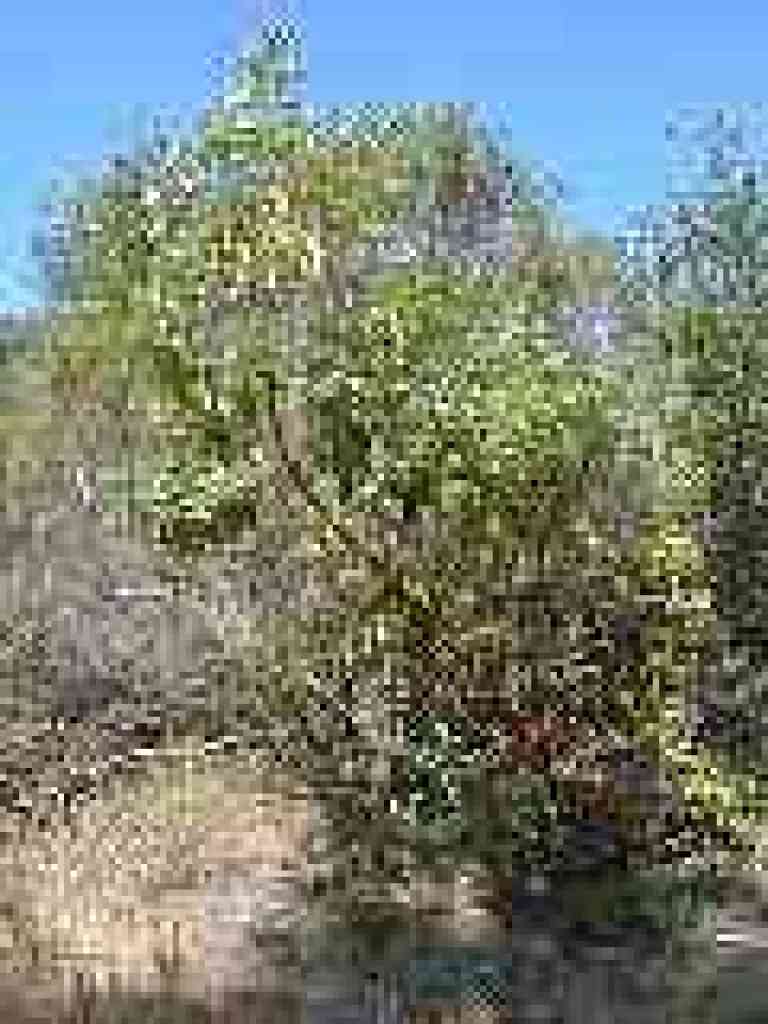 Young madrone