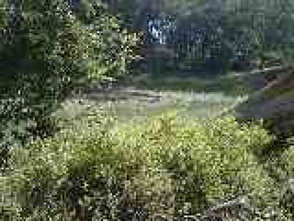 Pond