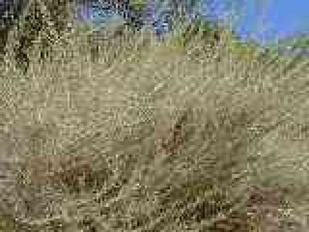 Sagebrush