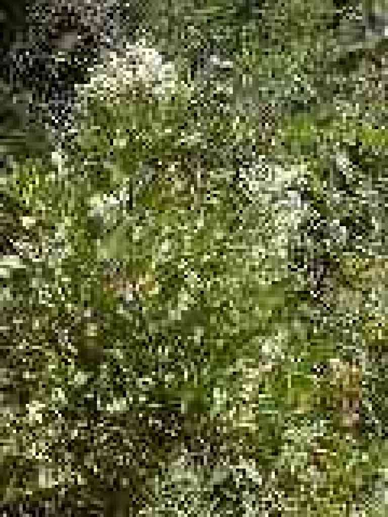Toyon