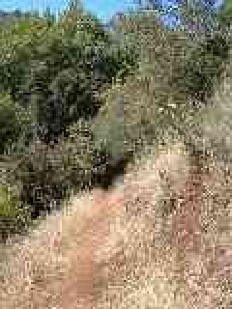 Descending into woods