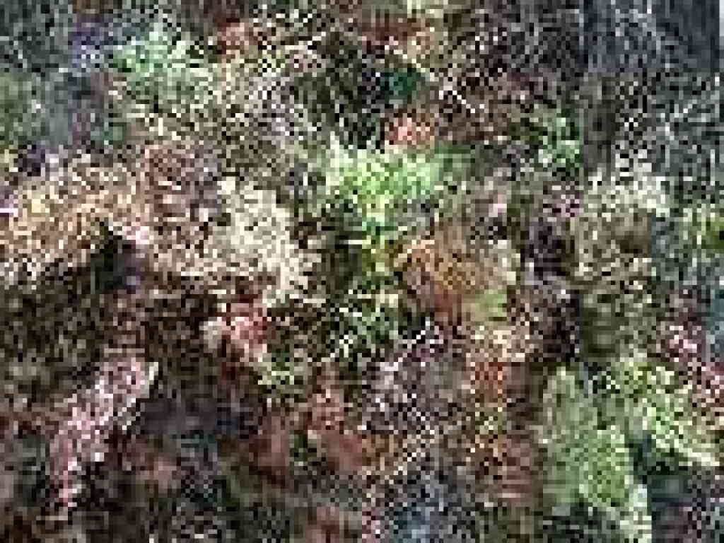 Paintbrush and fern
