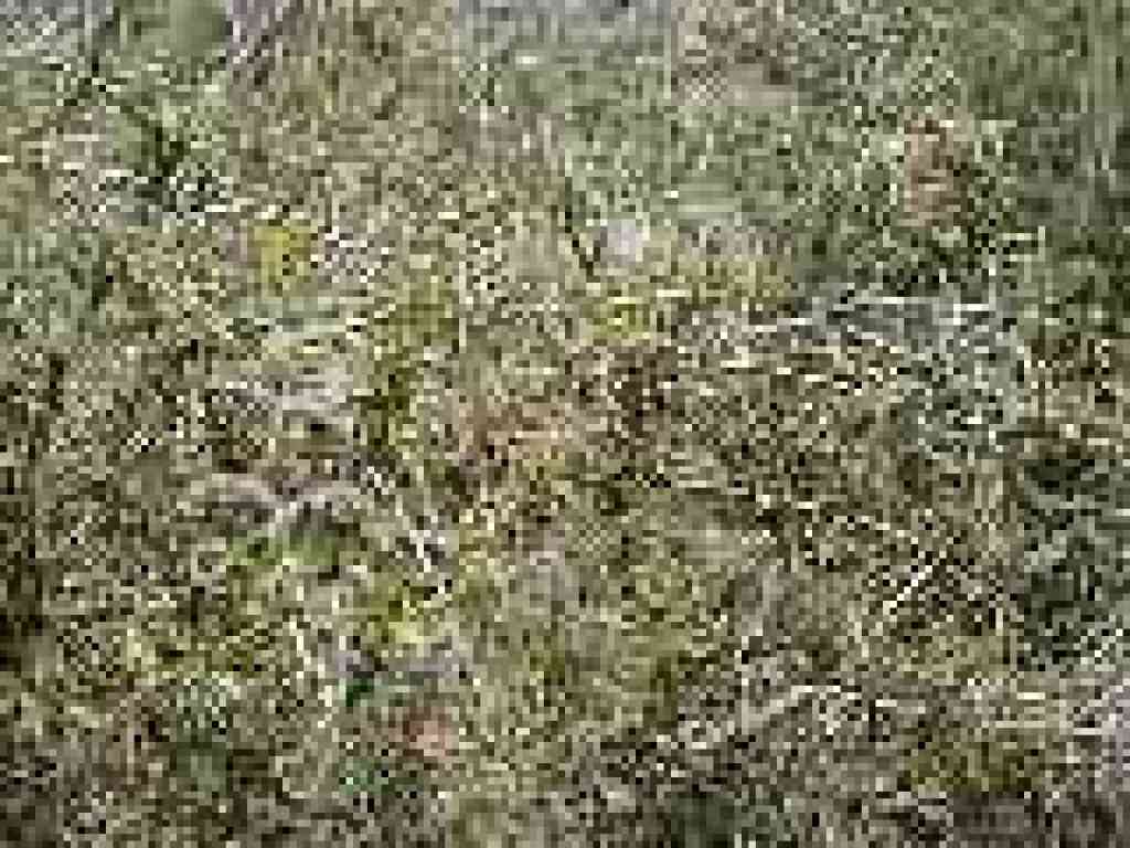 Cercocarpus