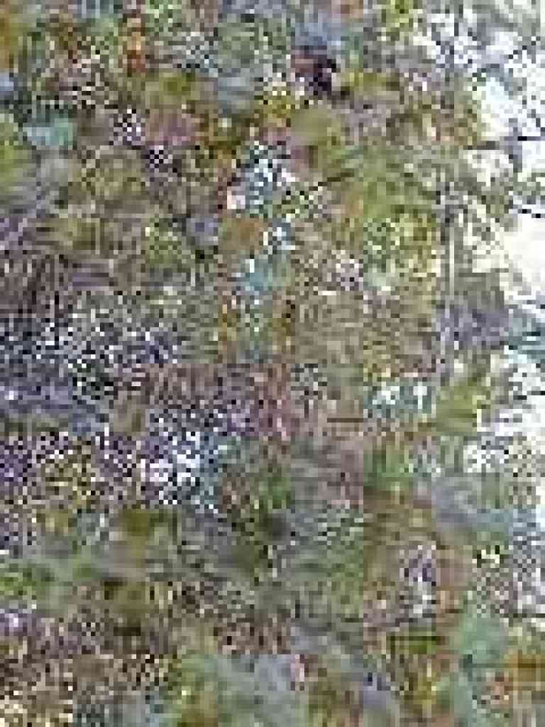 Honeysuckle
