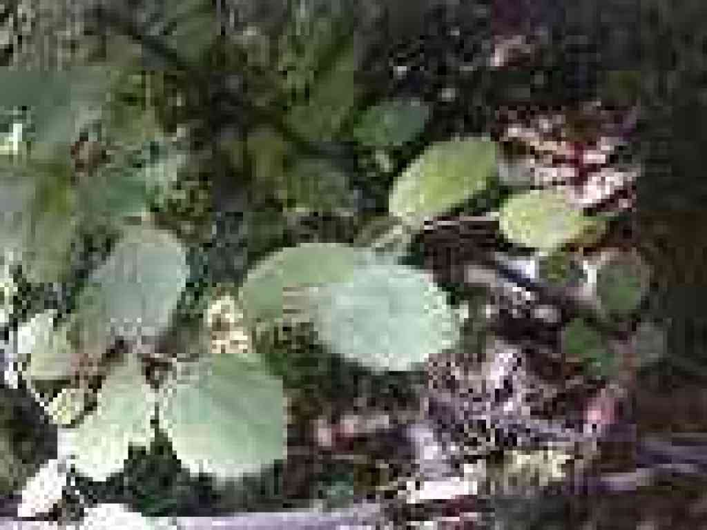 Hazelnut
