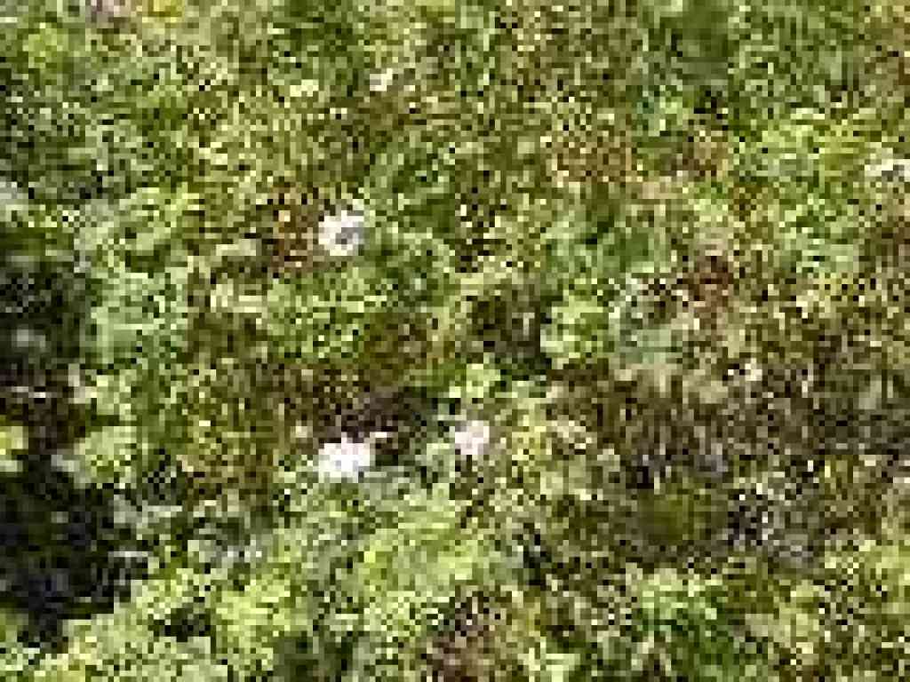 Wild rose