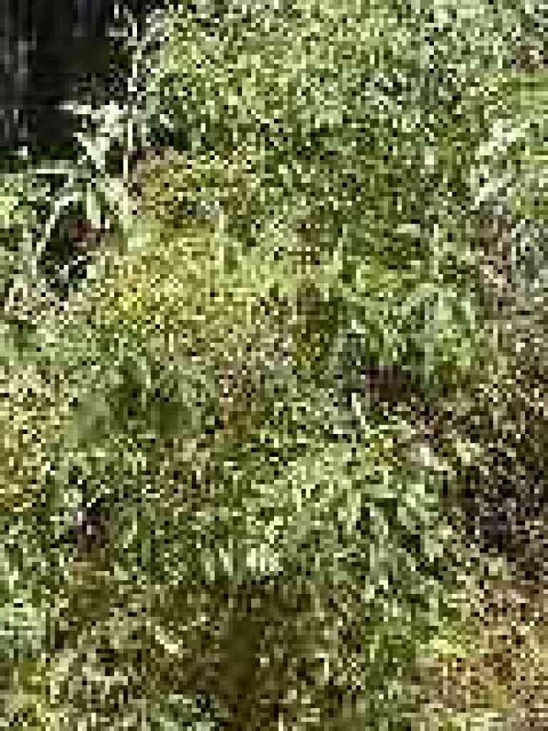 Elderberry