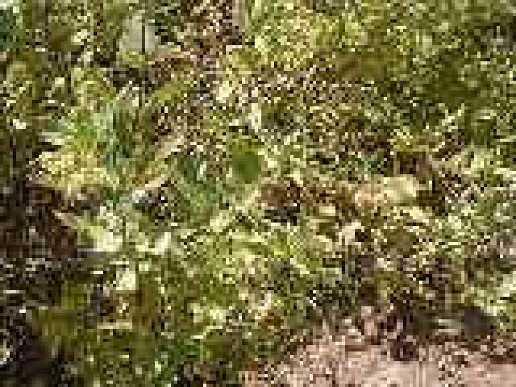 Pitcher sage