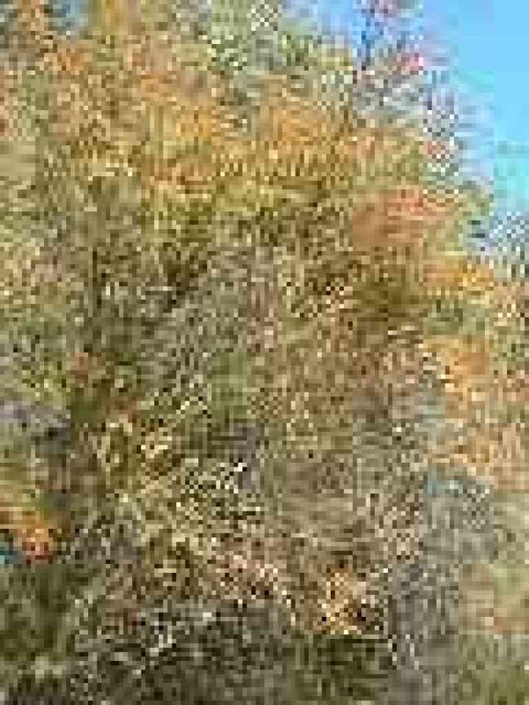 Chamise