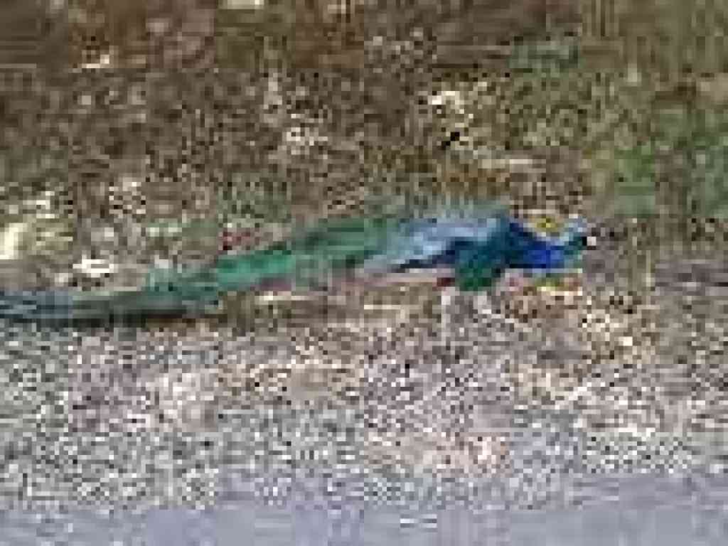 Peacock