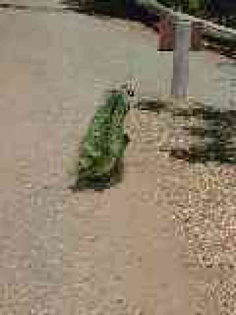 Peacock