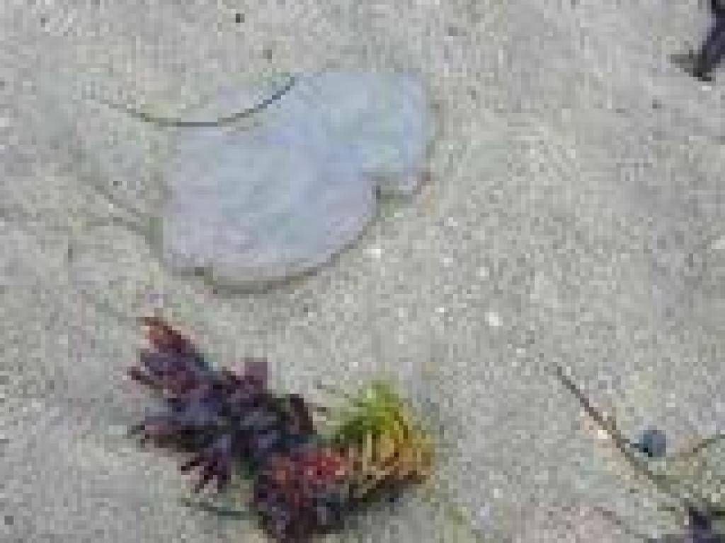 Jellyfish