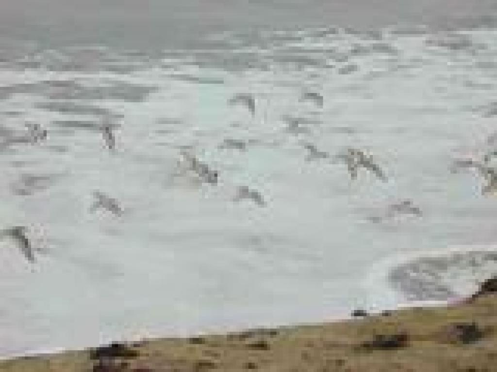 Birds