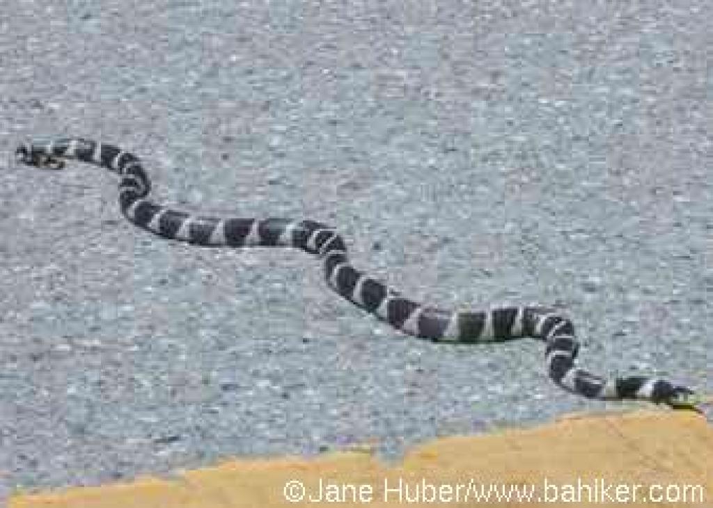 King snake