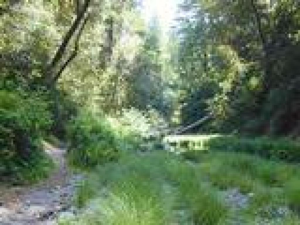 Trail along the creek