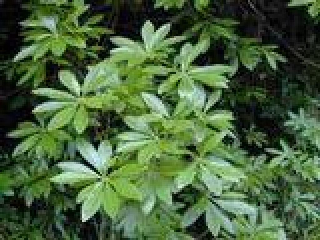Azalea