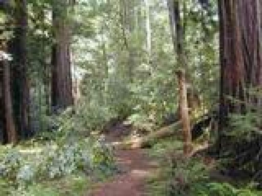 Forest floor
