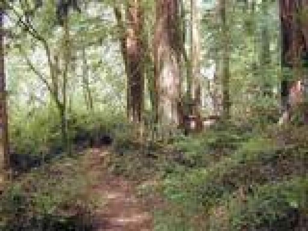 Winding through redwoods