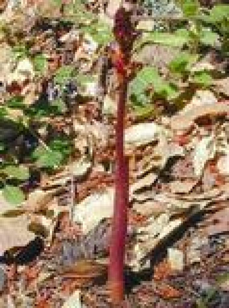A budding orchid